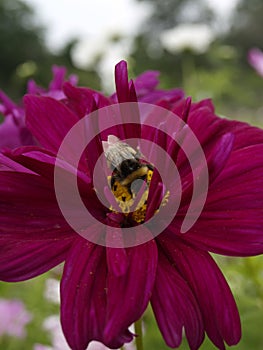 Cosmos bipinnatus Double Click Mixed 12