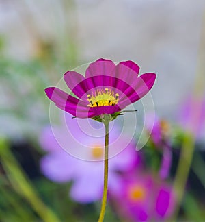 Cosmos bipinnatus flower photo