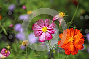 Cosmos bipinnatus Flower