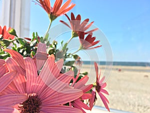 Cosmos bipinnatus flower at the seaside