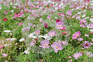 Cosmos bipinnatus flowers blooming in summer