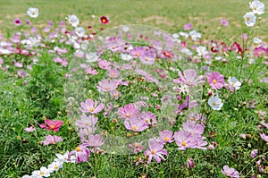 Cosmos bipinnatus flowers blooming in summer