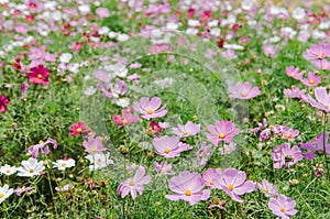 Cosmos bipinnatus flowers blooming in summer