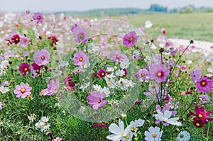 Cosmos bipinnatus flowers blooming in summer