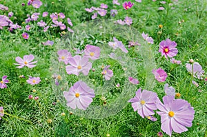 Cosmos bipinnatus flowers blooming in summer