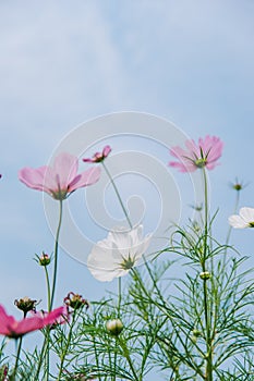 Cosmos bipinnatus flowers blooming in summer