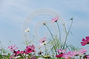 Cosmos bipinnatus flowers blooming in summer