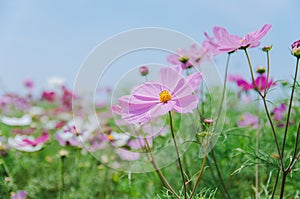 Cosmos bipinnatus flowers blooming in summer