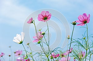 Cosmos bipinnatus flowers blooming in summer