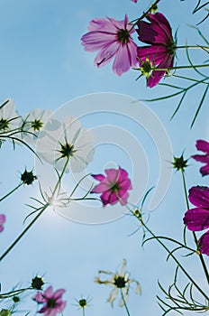 Cosmos bipinnatus flowers blooming in summer