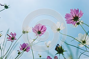 Cosmos bipinnatus flowers blooming in summer