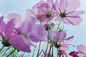 Cosmos bipinnatus flowers blooming in summer