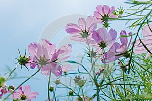 Cosmos bipinnatus flowers blooming in summer