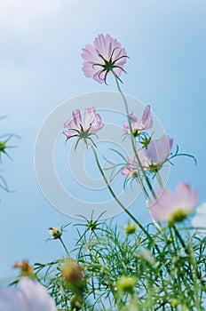 Cosmos bipinnatus flowers blooming in summer