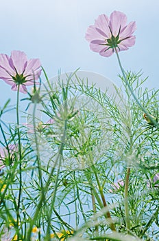 Cosmos bipinnatus flowers blooming in summer