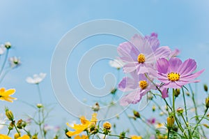 Cosmos bipinnatus flowers blooming in summer