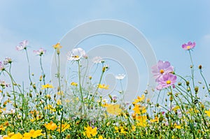 Cosmos bipinnatus flowers blooming in summer