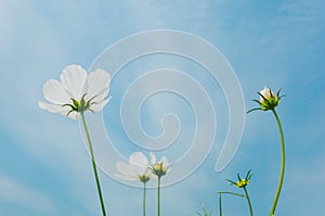 Cosmos bipinnatus flowers blooming in summer