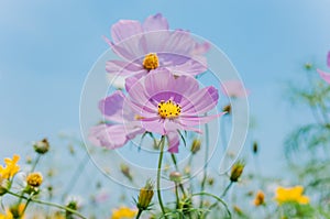 Cosmos bipinnatus flowers blooming in summer