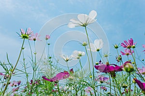 Cosmos bipinnatus flowers blooming in summer