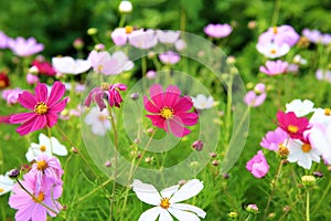 Cosmos bipinnatus flowers in the garden