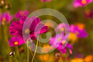 Cosmos bipinnatus flowers, one that easy to treat stupid, and growing fast