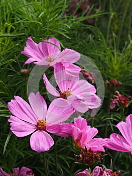 Cosmos bipinnatus