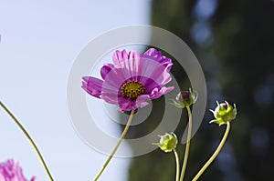 Cosmos bipinnatus, garden cosmos or Mexican aster