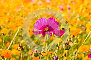 Cosmos bipinnatus, if planted as meadows. Cause the point of view because of the variety of colors is fresh and a good background