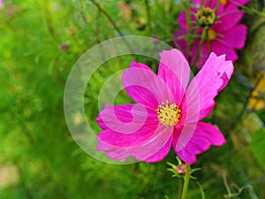 Cosmea flower pink bloom in garden fall season nature details