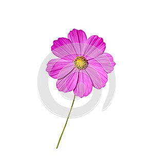 Cosmos bipinnatus pink flower mexican asterwith yellow pollen and green stem isolated on background , clipping path