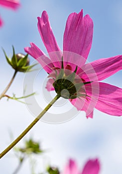 Cosmos Bipinnatus, Pink flower with yellow centre,