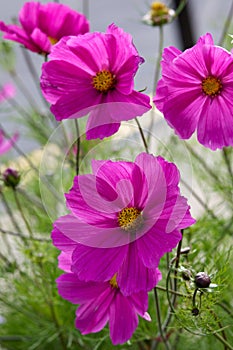 Cosmos Bipinnatus, Pink flower with yellow centre,