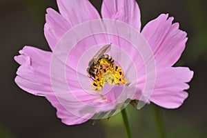 Cosmos bipinnatus with pink flowers and an insect