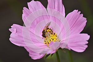 Cosmos bipinnatus with pink flowers and an insect