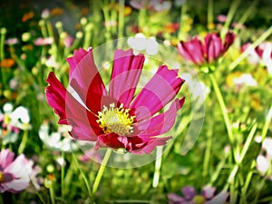 Cosmos bipinnatus pink