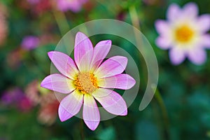 Cosmos bipinnatus purple cosmos flower. Close up, shallow DOF