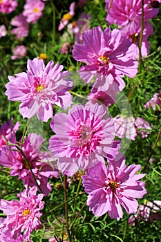 Cosmos bipinnatus - Rose Bonbon