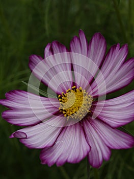 Cosmos bipinnatus Sensation Candystripe 01