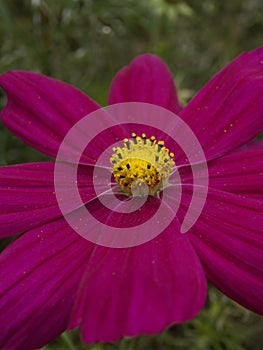 Cosmos bipinnatus Sonata Carmine 05