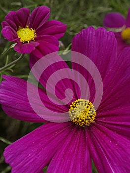 Cosmos bipinnatus Sonata Carmine 07