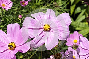 Cosmos bipinnatus `Sonata Pink`