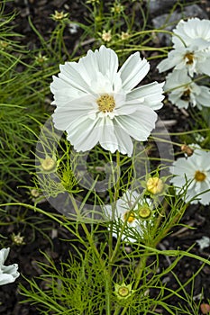 Cosmos bipinnatus `Sonata White`