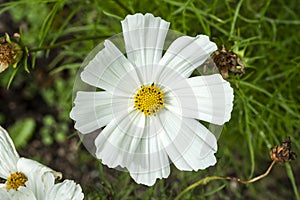 Cosmos bipinnatus `Sonata White`