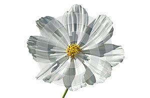 Cosmos bipinnatus `Sonata White`