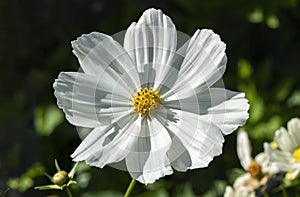 Cosmos bipinnatus `Sonata White`