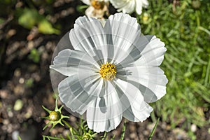 Cosmos bipinnatus `Sonata White`