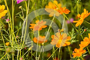 Cosmos bipinnatus for vivid color bloom in meadows cosmos as a background.