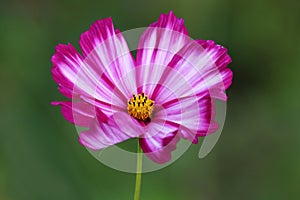 Cosmos Bipinnatus in white-pink with dark pink