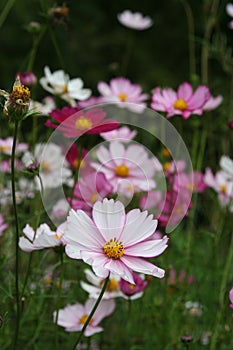 Cosmos blooms contrast dark field